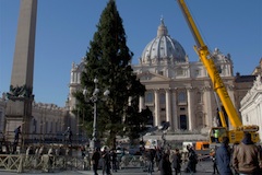 Vanocni strom Vatikan