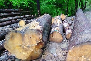 Záverečný audit š.p. LESY SR: v roku 2018 dodali 4,3 mil. m³ dreva